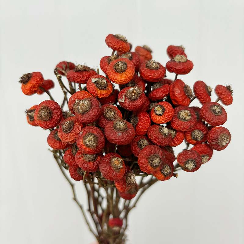 10pcs/Bunch Dried Rose Hip Ber – Dried Flower Bunch recenzja i cena