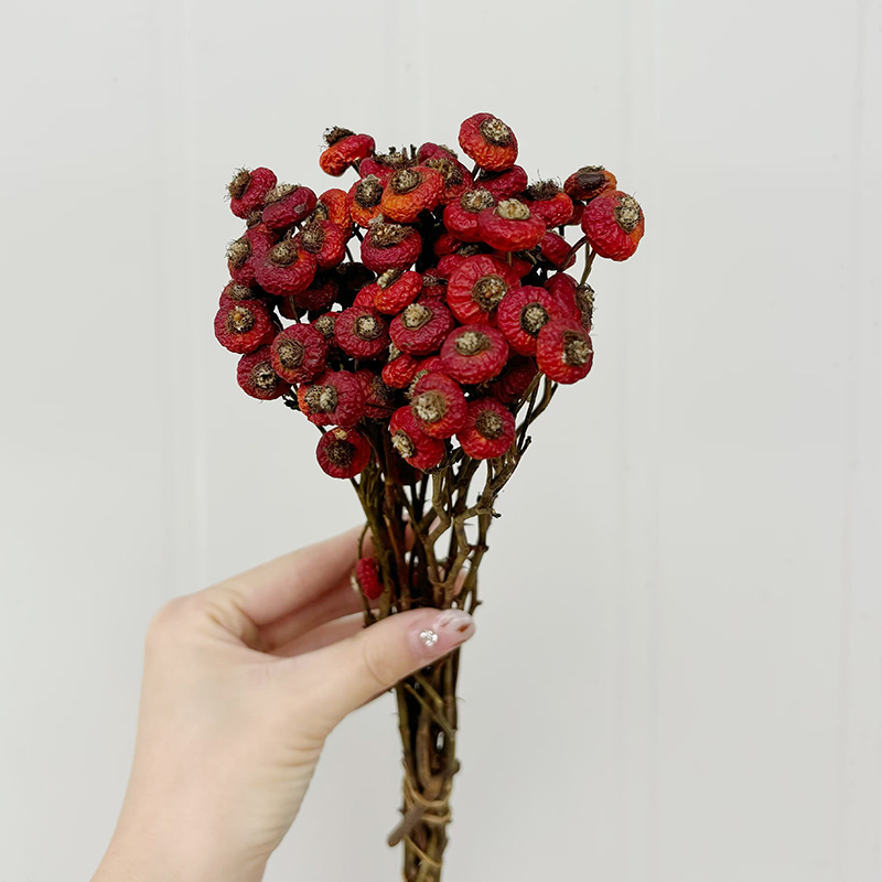 10pcs/Bunch Dried Rose Hip Ber – Dried Flower Bunch recenzja i cena