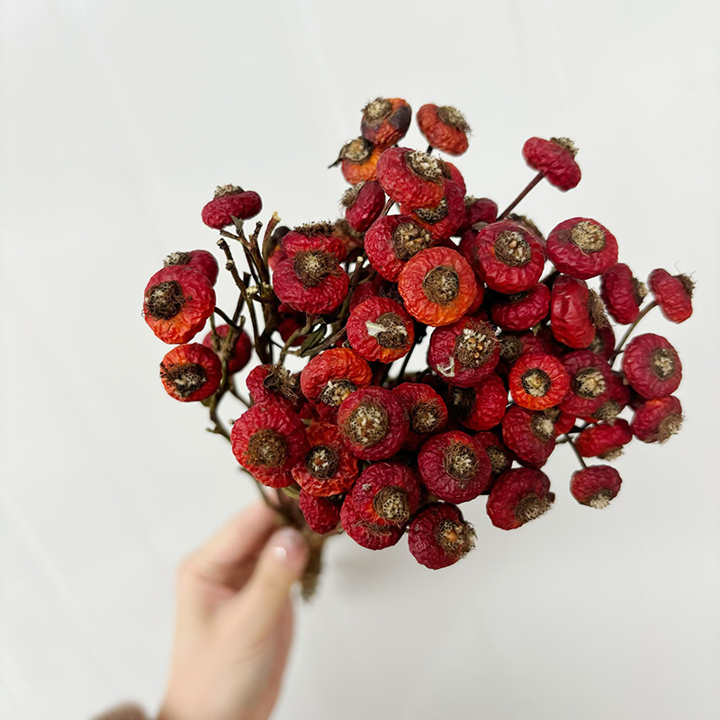 10pcs/Bunch Dried Rose Hip Ber – Dried Flower Bunch recenzja i cena