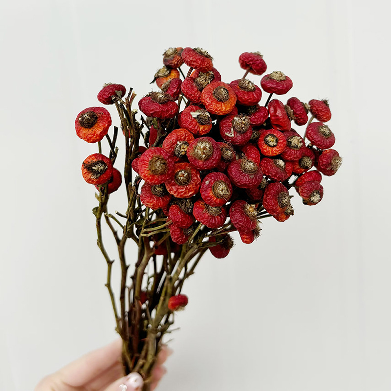 10pcs/Bunch Dried Rose Hip Ber – Dried Flower Bunch recenzja i cena
