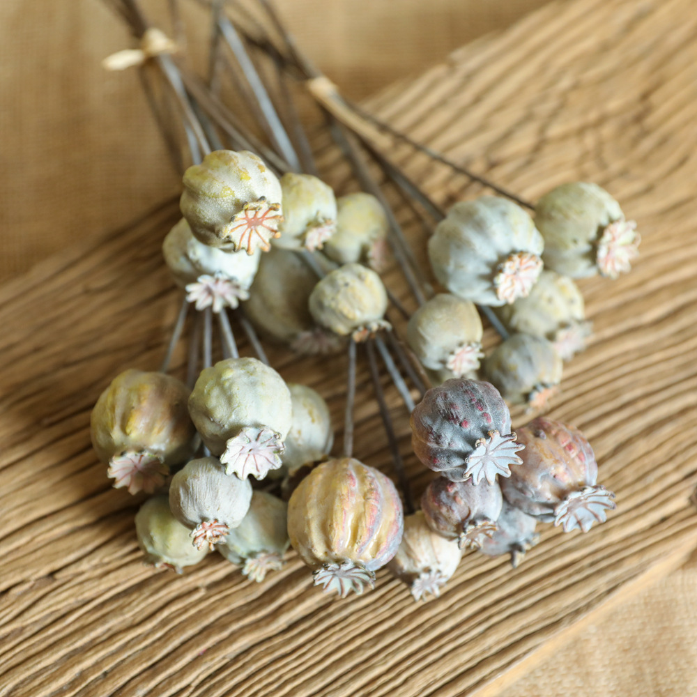 6Heads Poppies Fruit Dried Flo – Dried Flower Bunch recenzja i cena