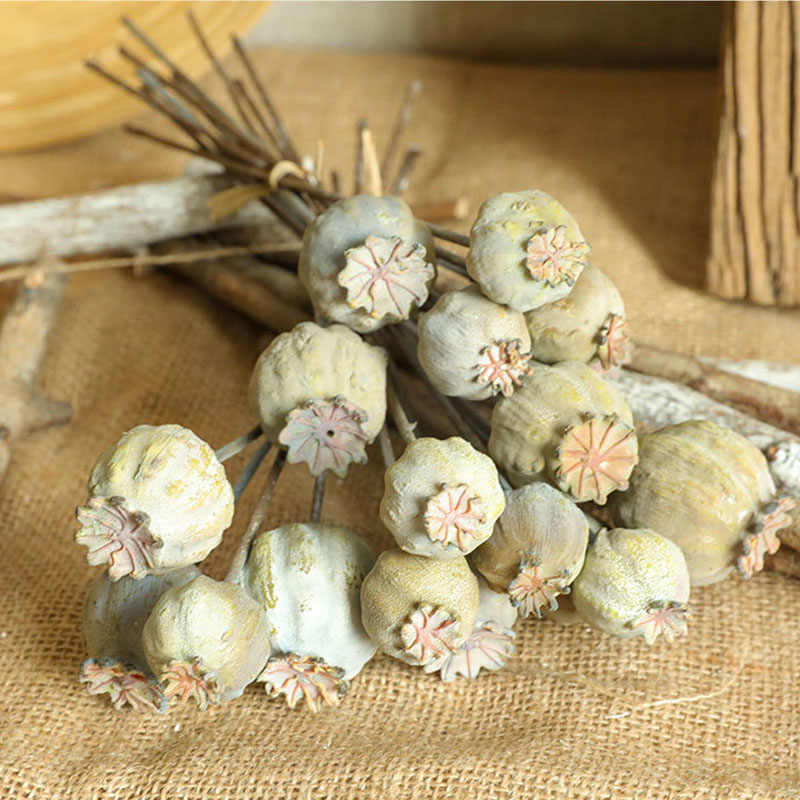 6Heads Poppies Fruit Dried Flo – Dried Flower Bunch recenzja i cena