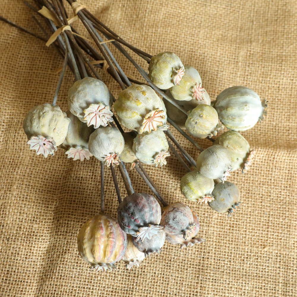 6Heads Poppies Fruit Dried Flo – Dried Flower Bunch recenzja i cena