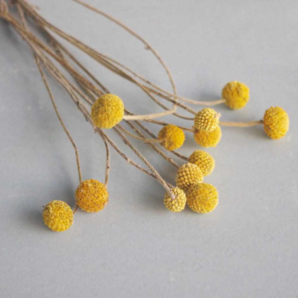 20pcs Natural dried Craspedia  – Dried Flower Bunch recenzja i cena