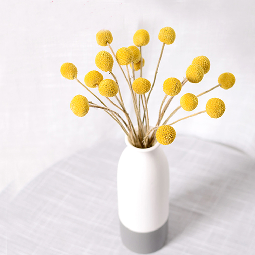 20pcs Natural dried Craspedia  – Dried Flower Bunch recenzja i cena