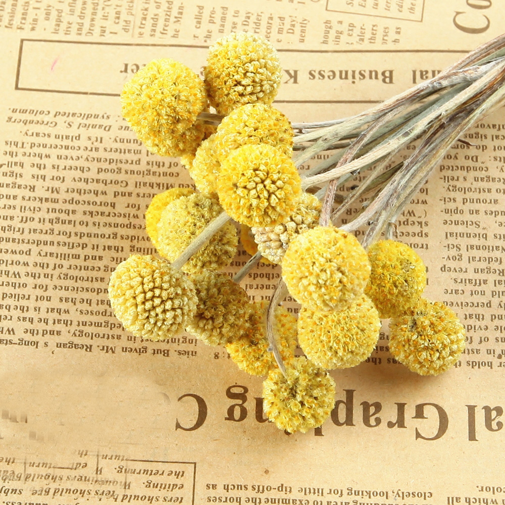 20pcs Natural dried Craspedia  – Dried Flower Bunch recenzja i cena