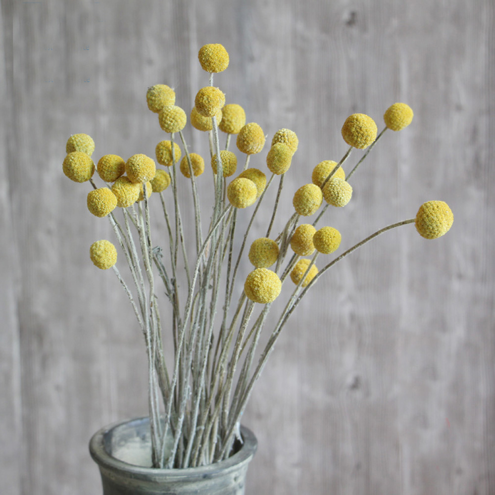 20pcs Natural dried Craspedia  – Dried Flower Bunch recenzja i cena