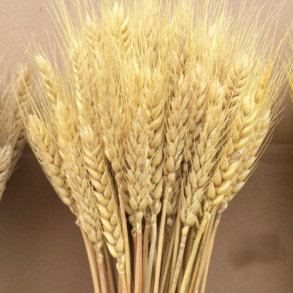 50pcs natural dried flower bou – Dried Flower Bunch recenzja i cena