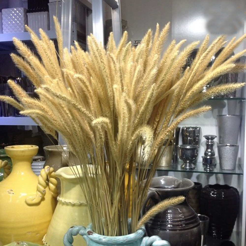 200pcs natural dried Lagurus o – Dried Flower Bunch recenzja i cena