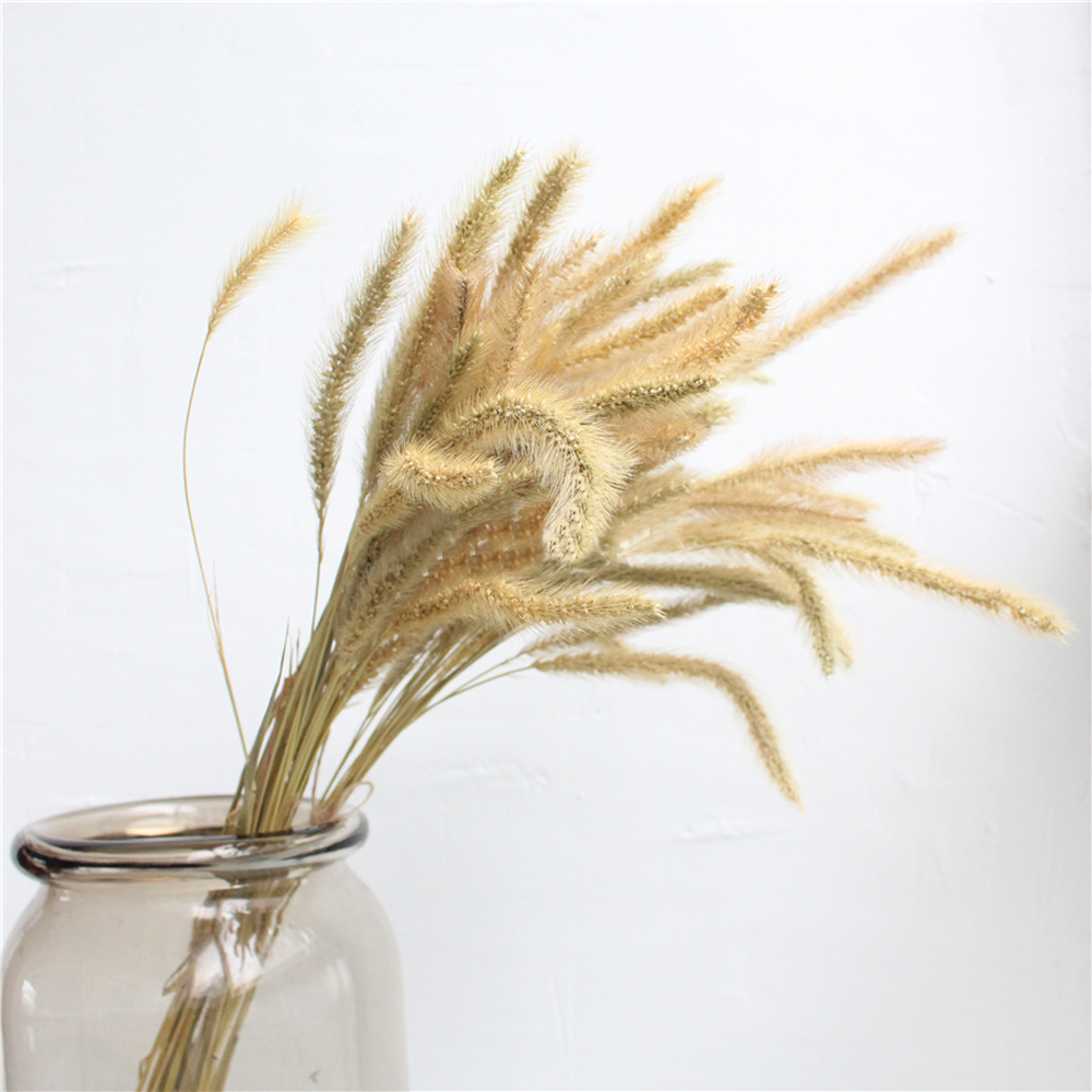 200pcs natural dried Lagurus o – Dried Flower Bunch recenzja i cena