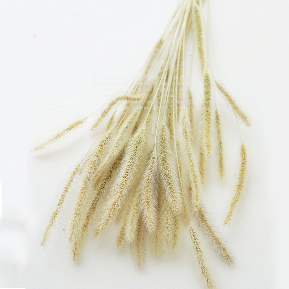 200pcs natural dried Lagurus o – Dried Flower Bunch recenzja i cena